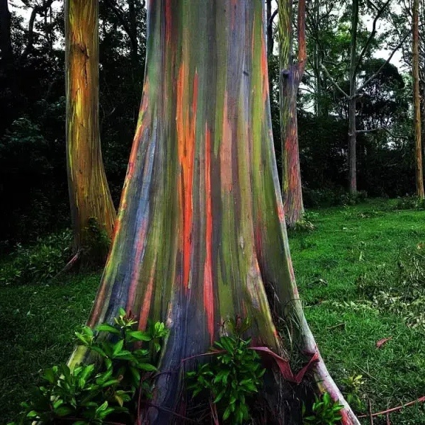 Радужный эвкалипт