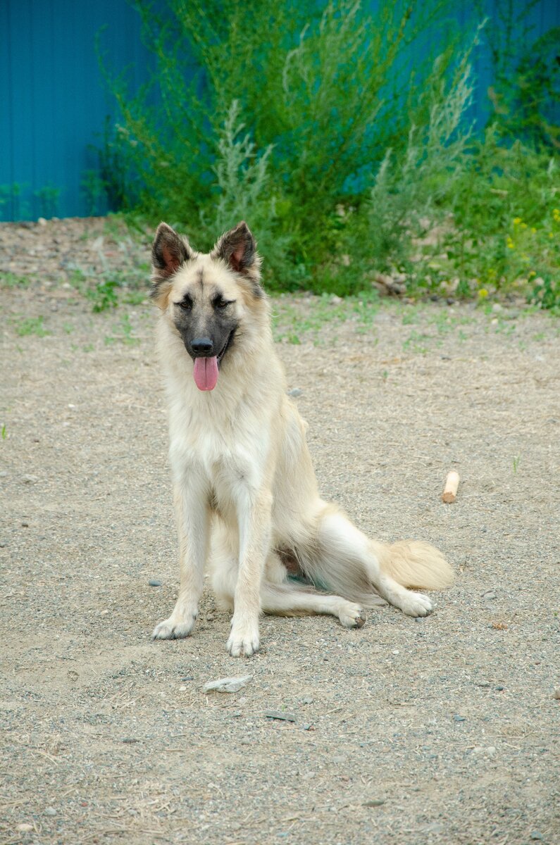 Скиф
