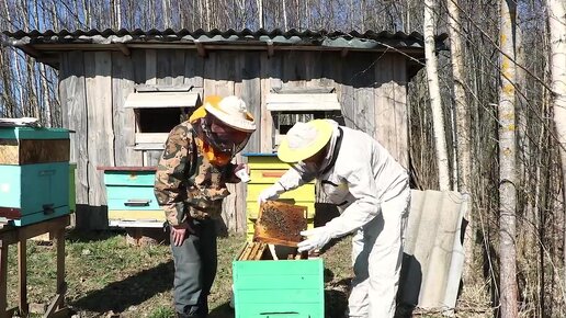 Первая зимовка моих пчёл закончилась трагедией !