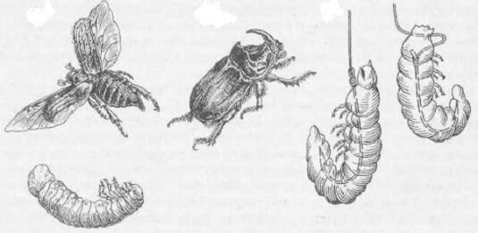 Майский жук. насадка на крючок.
