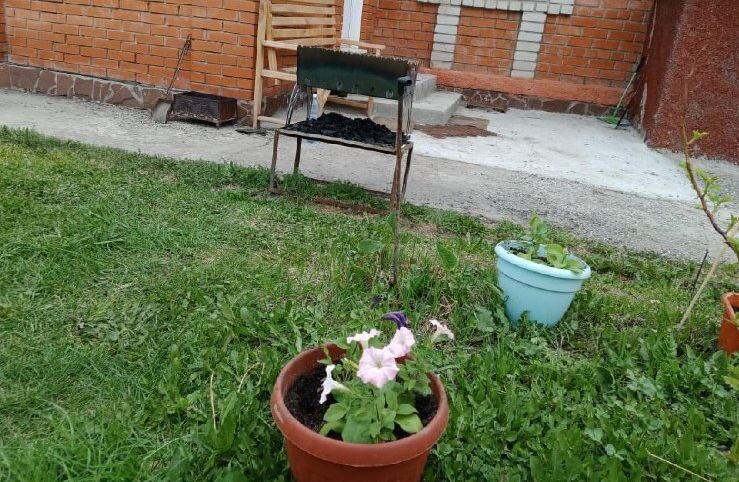 Супруга высадила петуньи на улице.