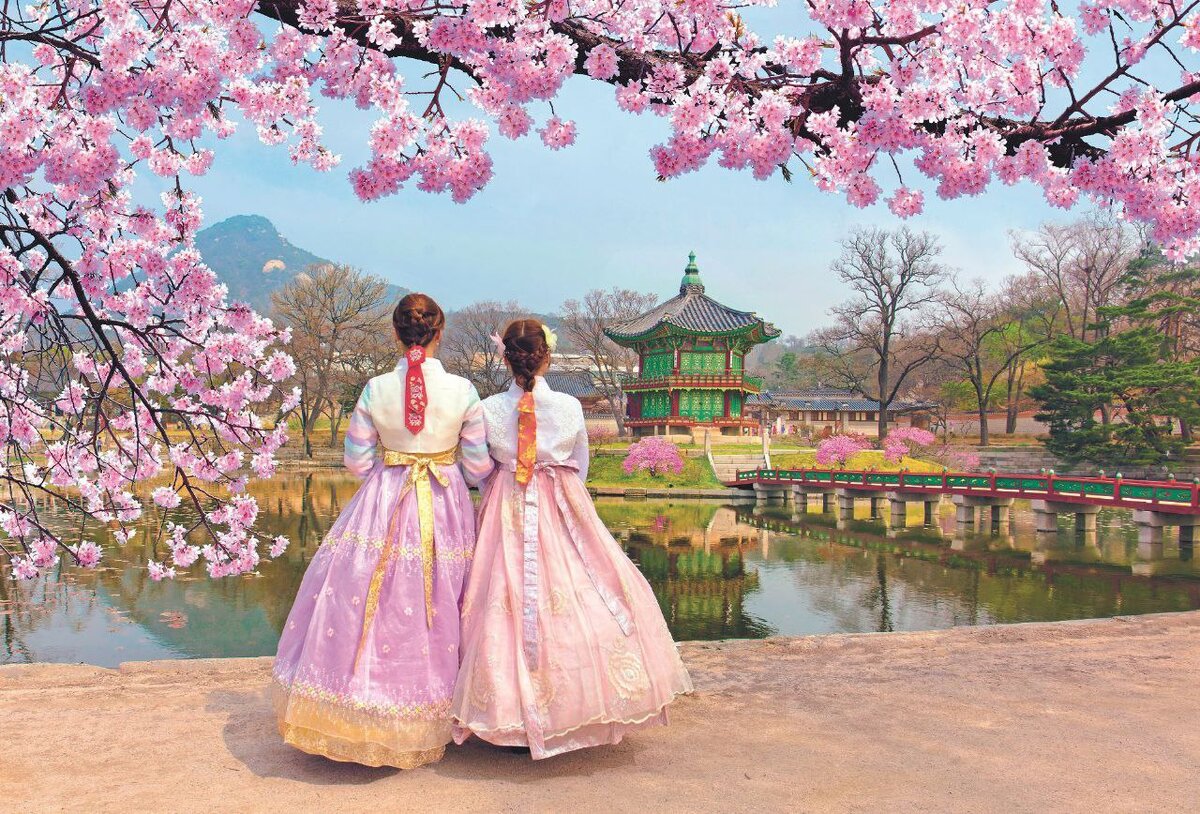 Прекрасная страна. Корея черри блоссом. Корея дворец кёнбоккун цветение Сакуры. Сеул дворец кёнбоккун Сакура цветет. Цветение Сакуры в Южной Корее.