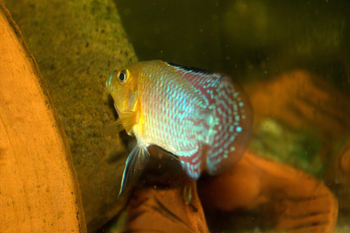 Самец pseudocrenilabrus nicholsi 
