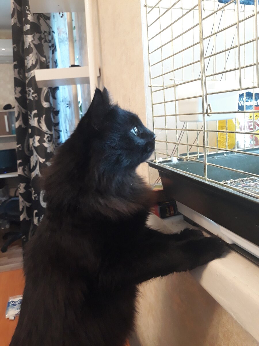 Тор изучает новую территорию