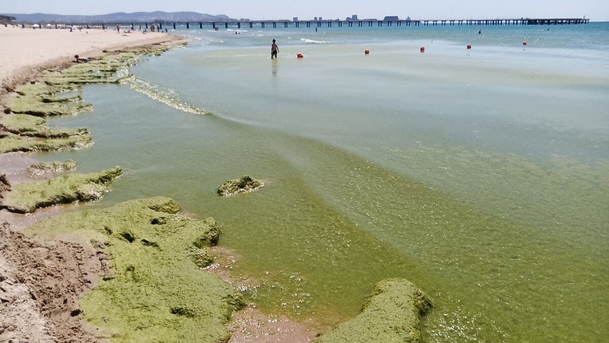 Эх, дождется ли меня камка? Фото автора.