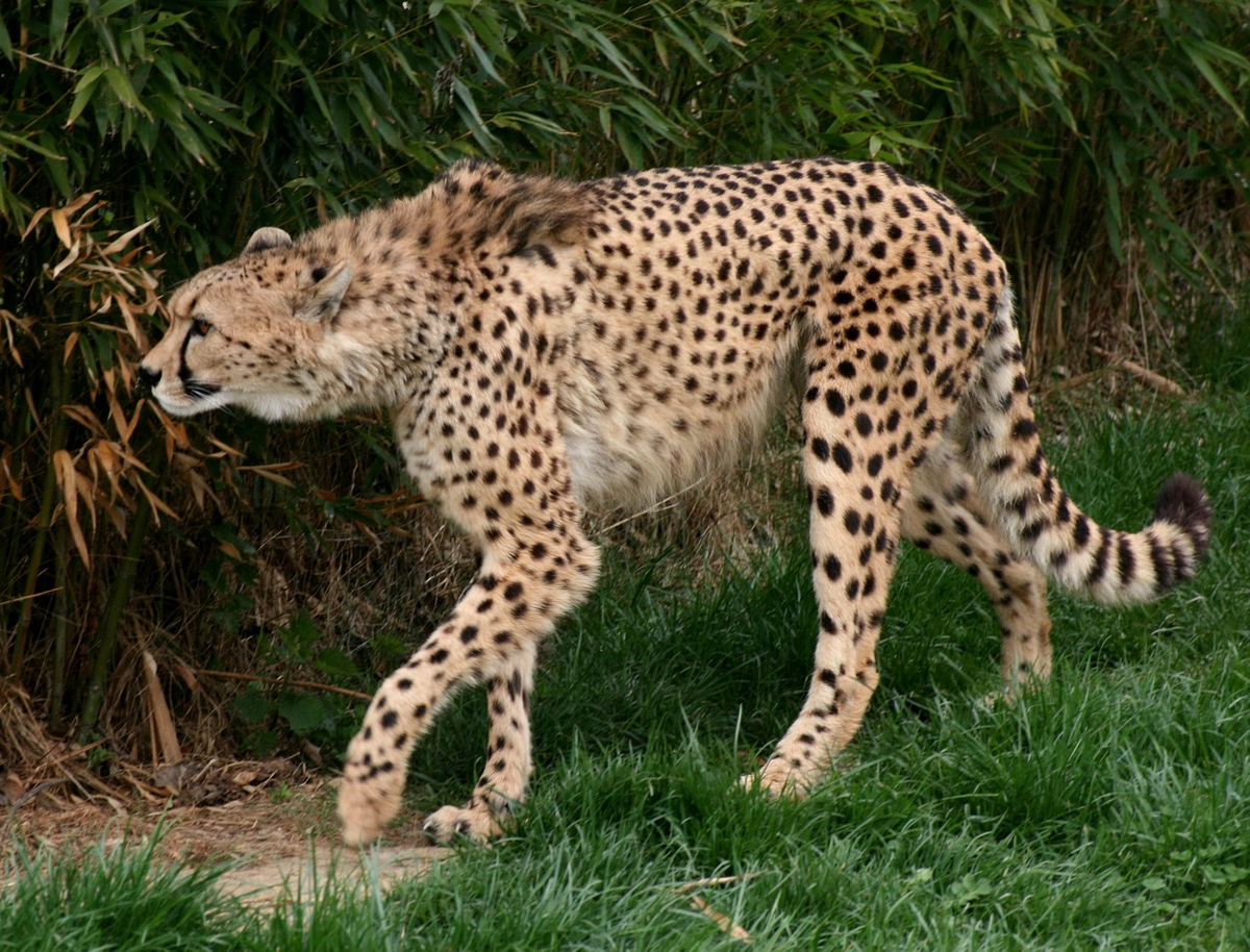 Очень много крупных и быстрых животных. Ациноникс юбатус. Acinonyx jubatus jubatus. Гривистый гепард. Гривастый гепард.