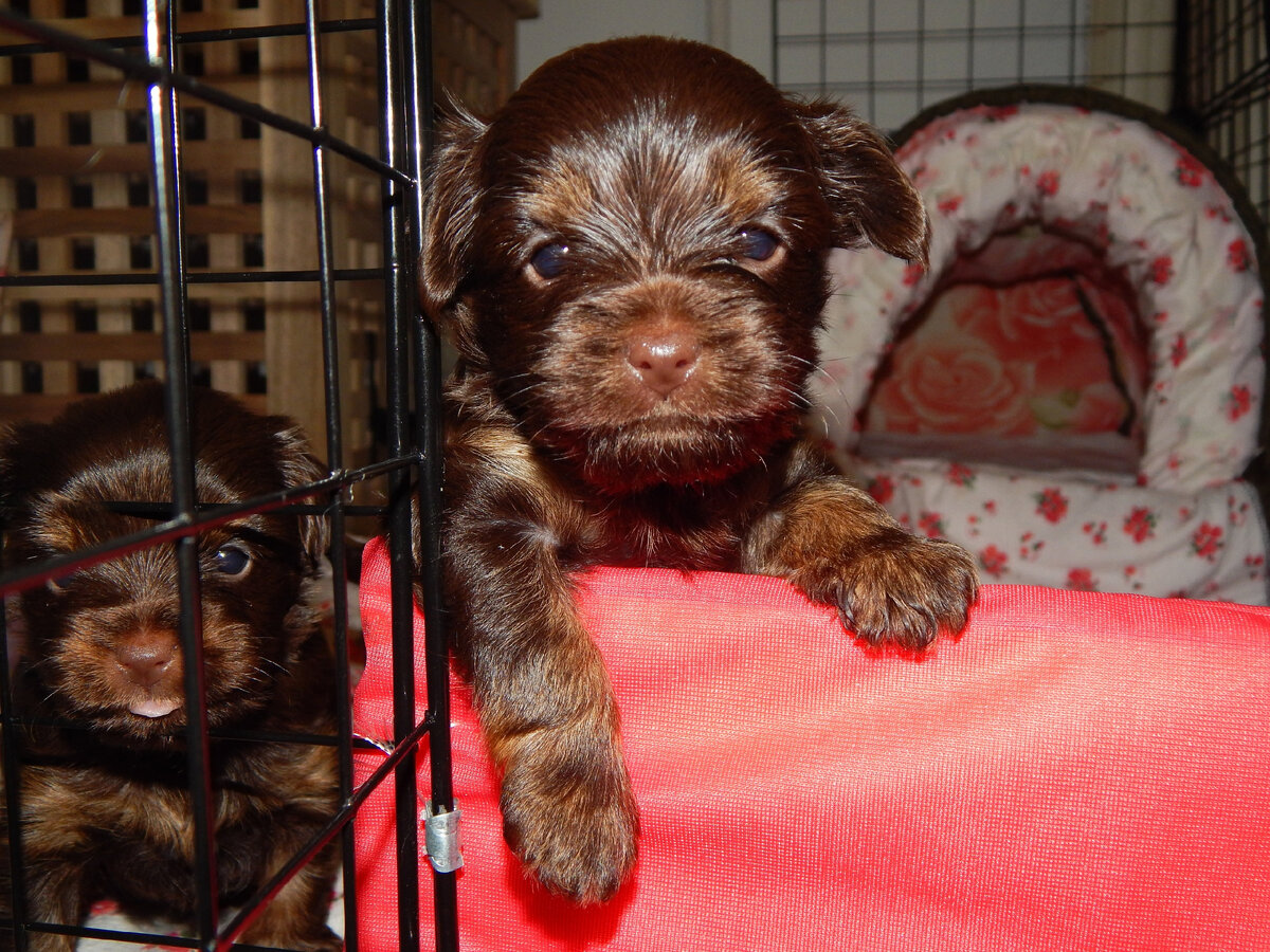 Цена 45000 руб. ВК https://vk.com/id180268828
Тел.+7-953-5071154(WhatsApp.Viber. Telegram)