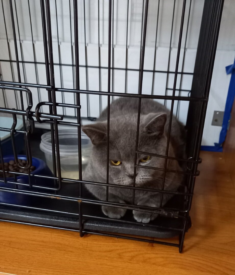 Так Шуша сидит несколько дней, не шевелится и только рычит, если к ней подходить