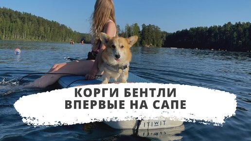 Корги впервые на сапе!