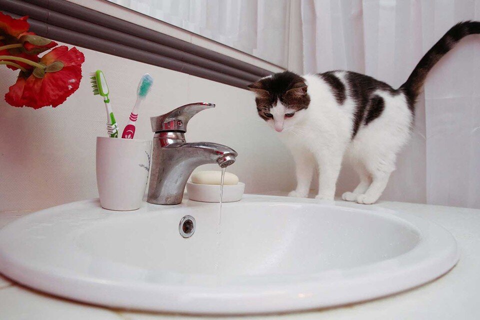     Немцы стали реже и быстрее мыться ради экономии. Виктор ГИЛИЦКИЙ