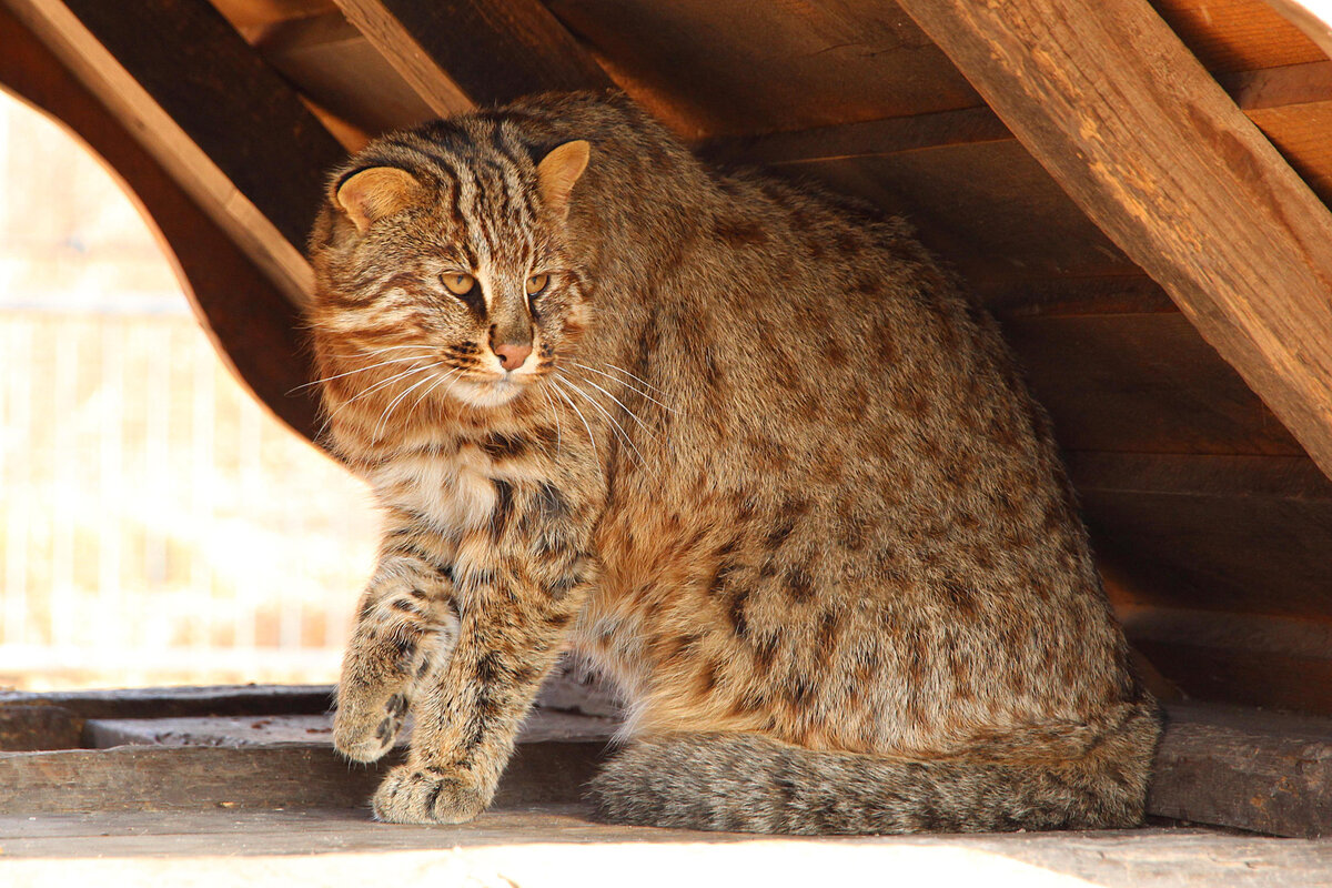 Амурский лесной кот фото Амурский лесной кот: любит свой участок, запасается жиром и ухаживает за котятам
