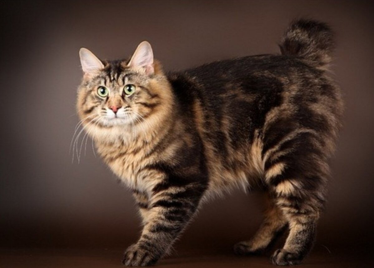 Знаковые представители породы