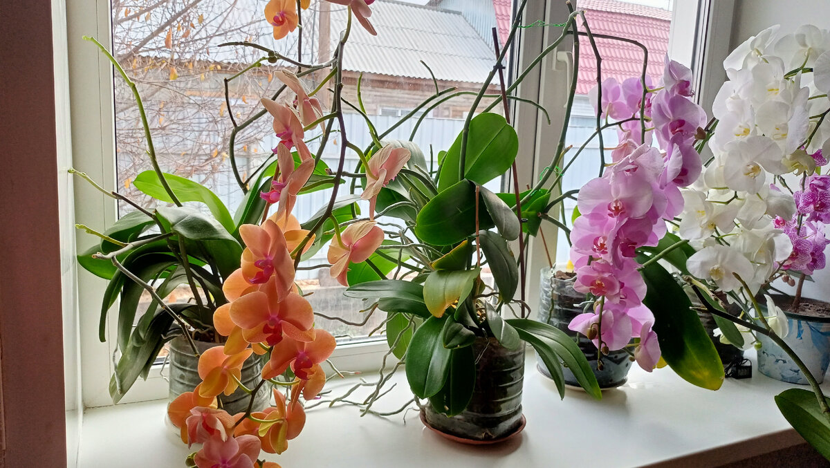 Цветение. Ноябрь 2022 г .