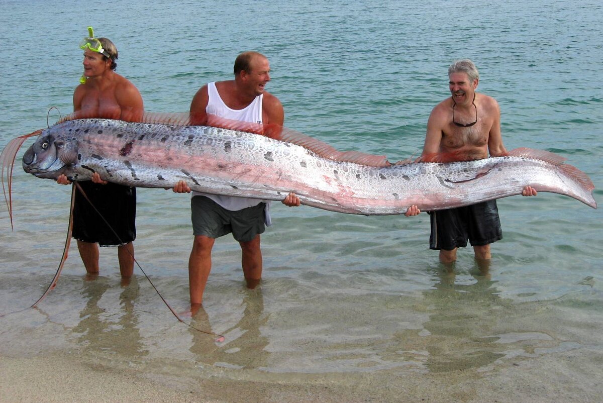 рыба в южно китайском море