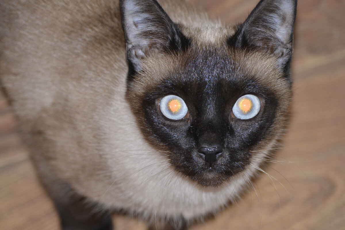 Наша Симоша (февраль 2021 г.)