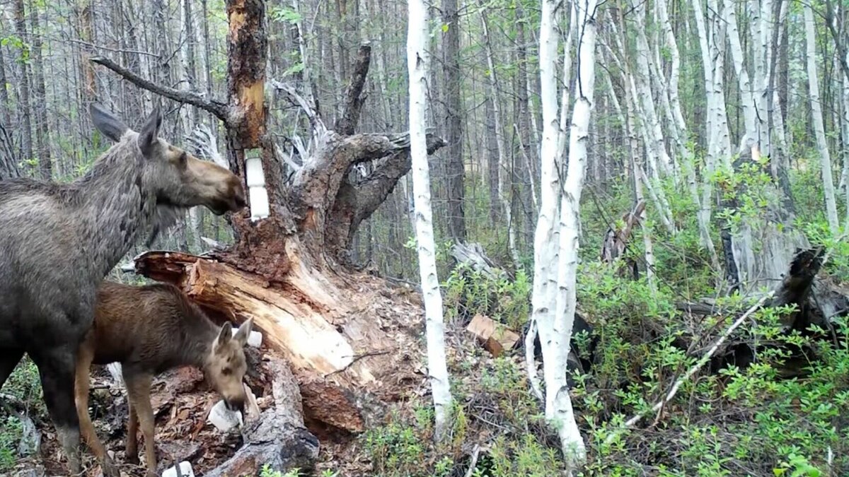     Она защищала своего детеныша от хищника. Животных сняла фотоловушка около солонца.