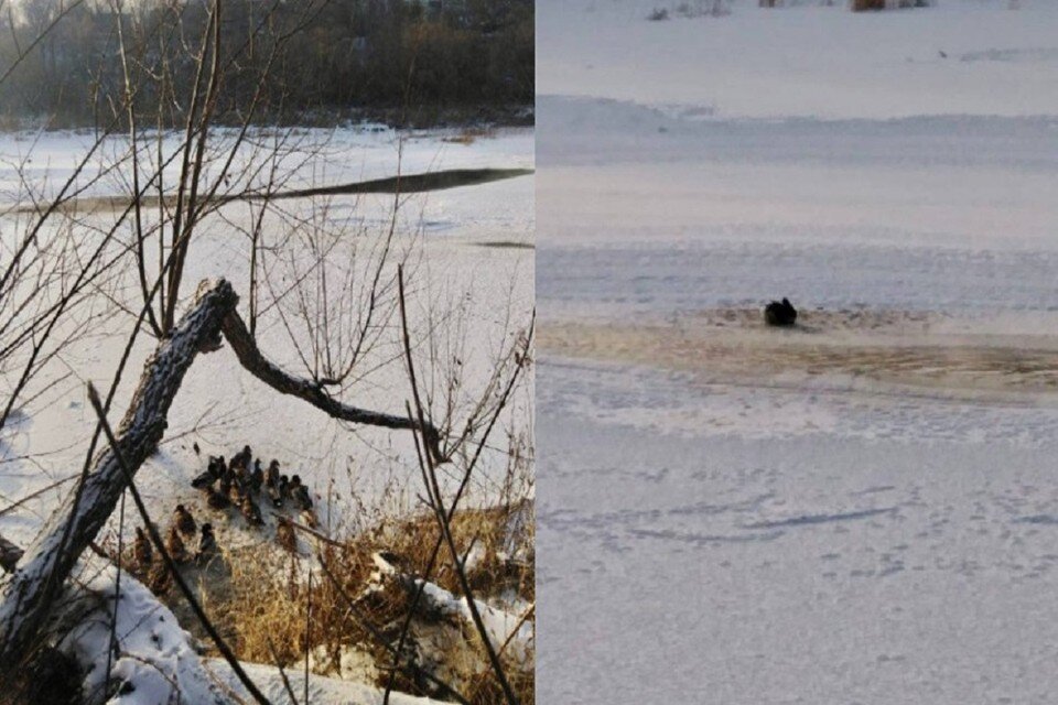     В селе под Новосибирском спасли замерзающую в полынье утку. Фото: Минприроды НСО.