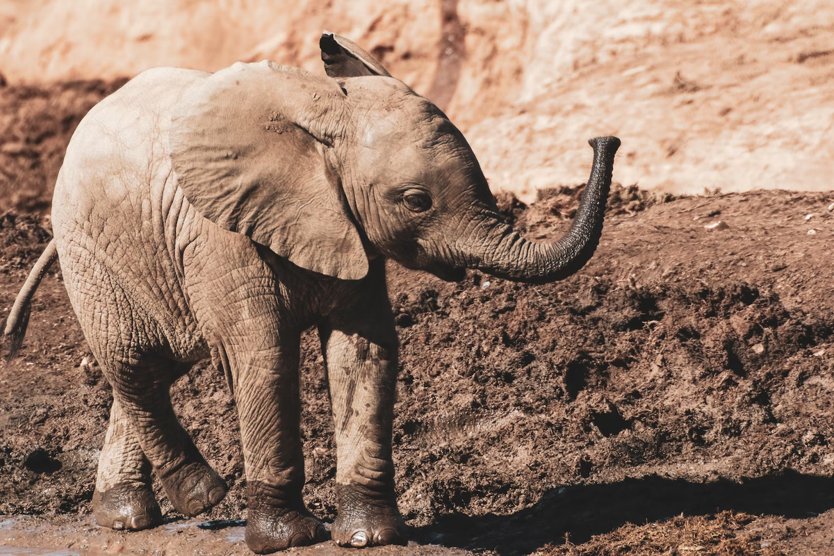 Самка слона. Перец слоновый хобот. Почему слона назвали слоном