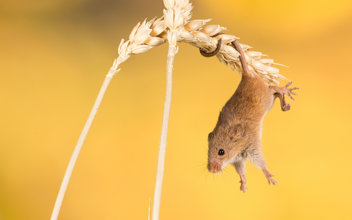 Мышь-малютка: среда обитания, образ жизни, размножение грызуна - подробное описание