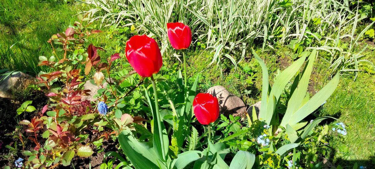 Дачный участок весной