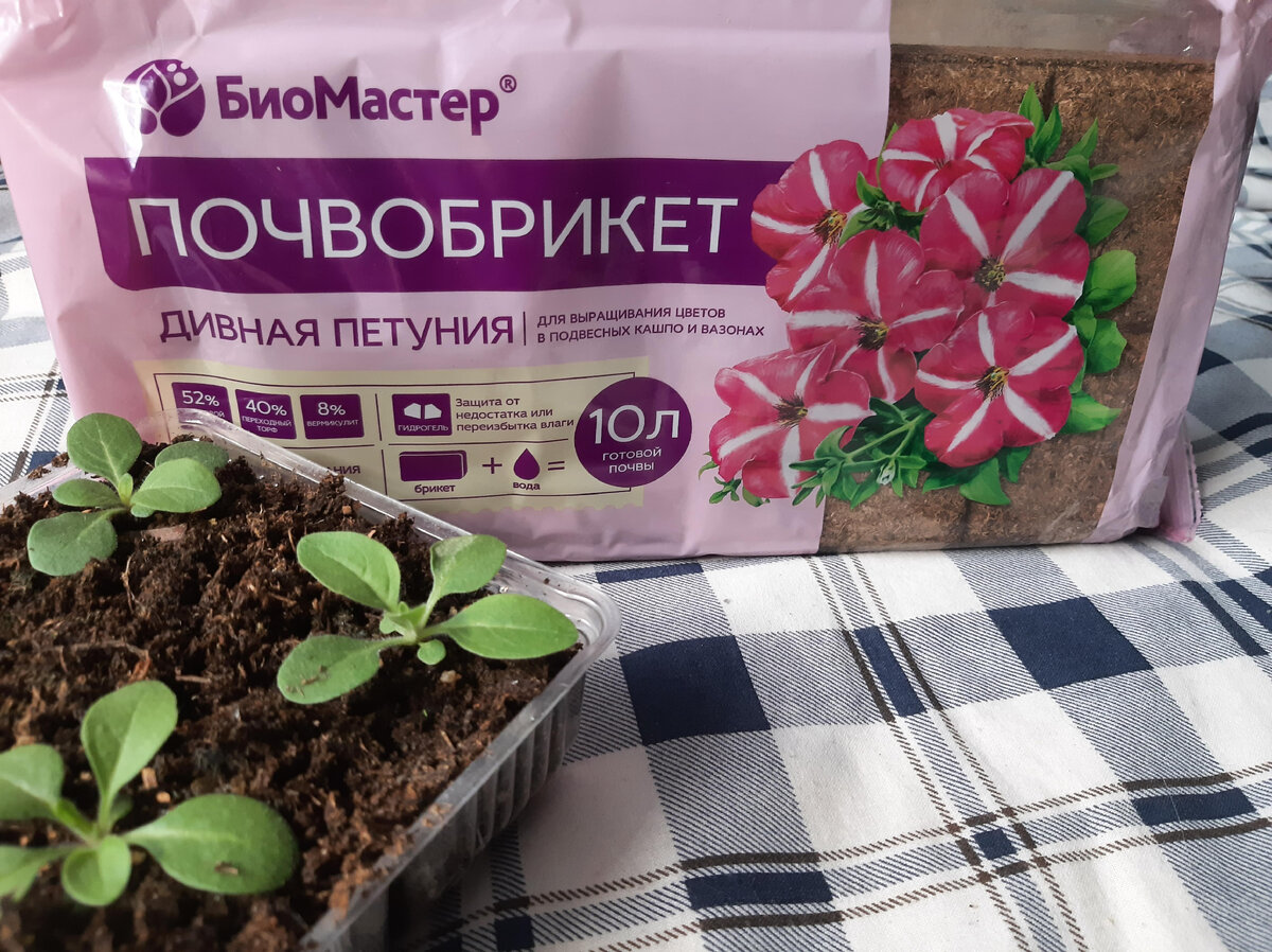 Не обязательно использовать грунт для петунии,  можно любой.