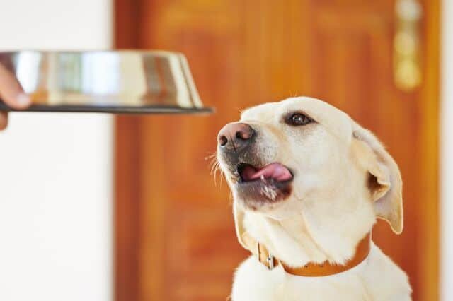 Как быстро откормить собаку, чтобы она набрала вес: борьба с истощением