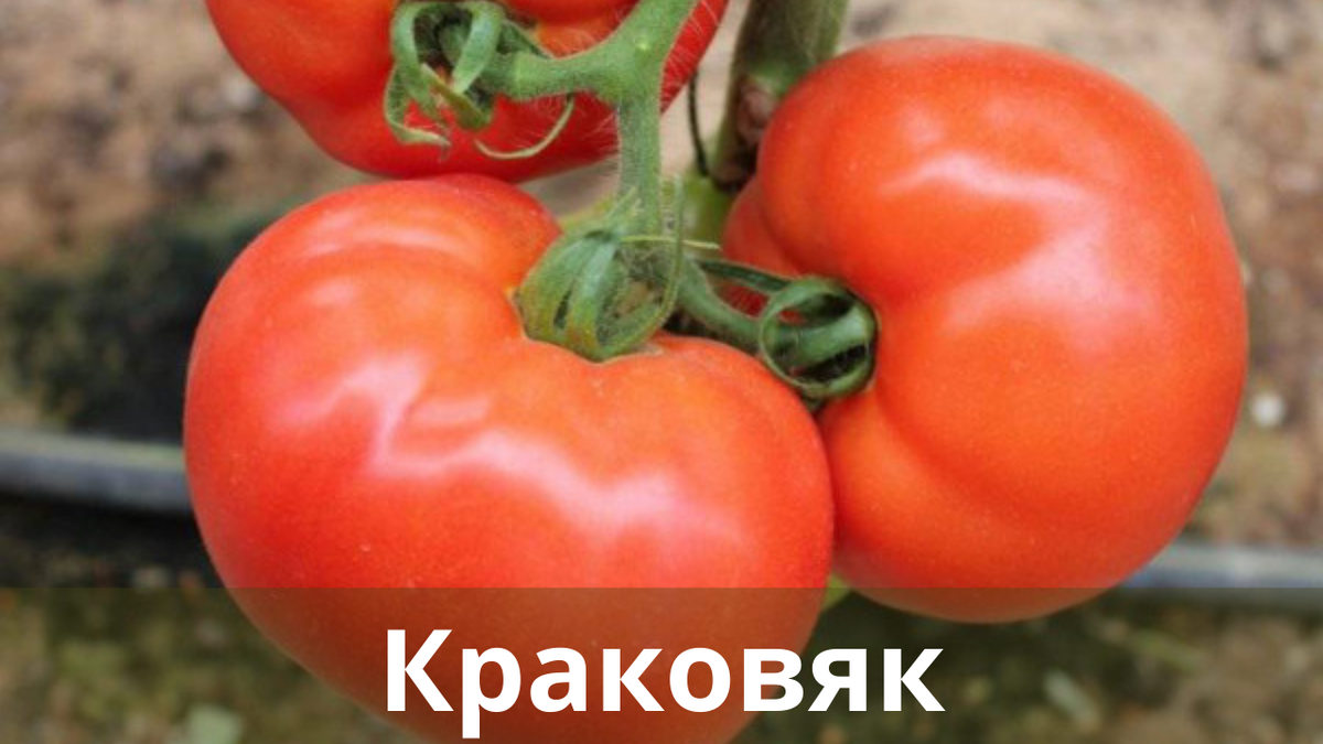 Низкорослые помидоры. Сорт помидор Краковяк. Помидоры сорт Стрега. Томат Краковяк семена. Посынкующий малиновый помидор сорт.