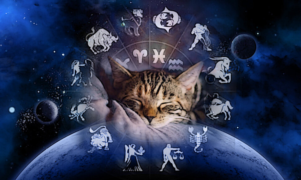 Кот спокоен!