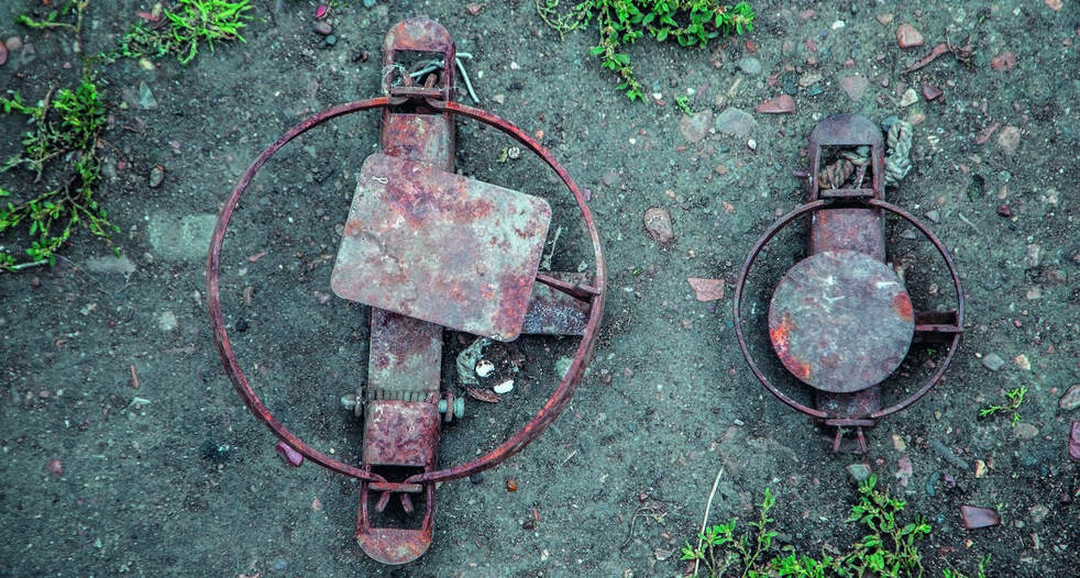 Запрет использования стандартных ногозахватывающих капканов (п. 62.3 Правил охоты) распространяется на большой перечень охотничьих видов в России: на волка (за исключением его отлова в целях регулирования численности), енотовидную собаку, енота-полоскуна, рысь, барсука, лесную куницу, соболя, горностая, выдру, бобров, ондатру