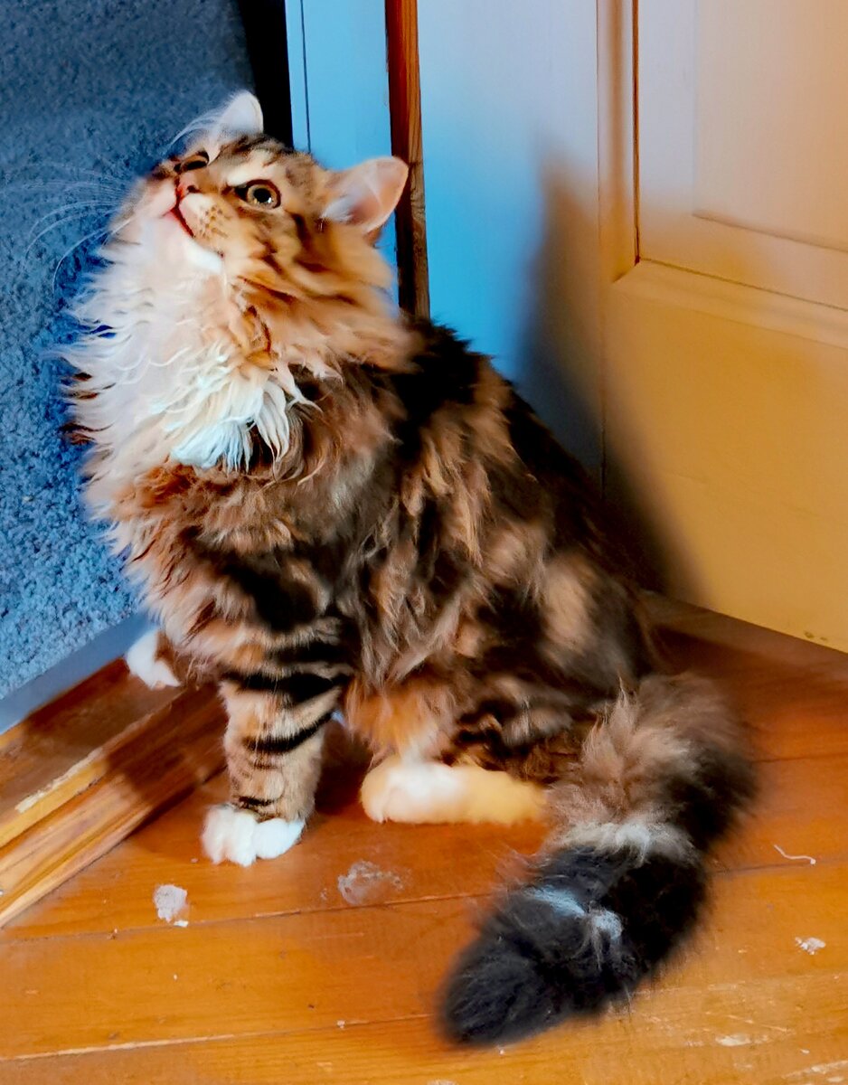 Тайсону здесь 5 месяцев 