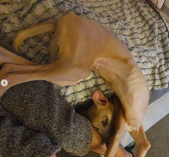 собаки юморные