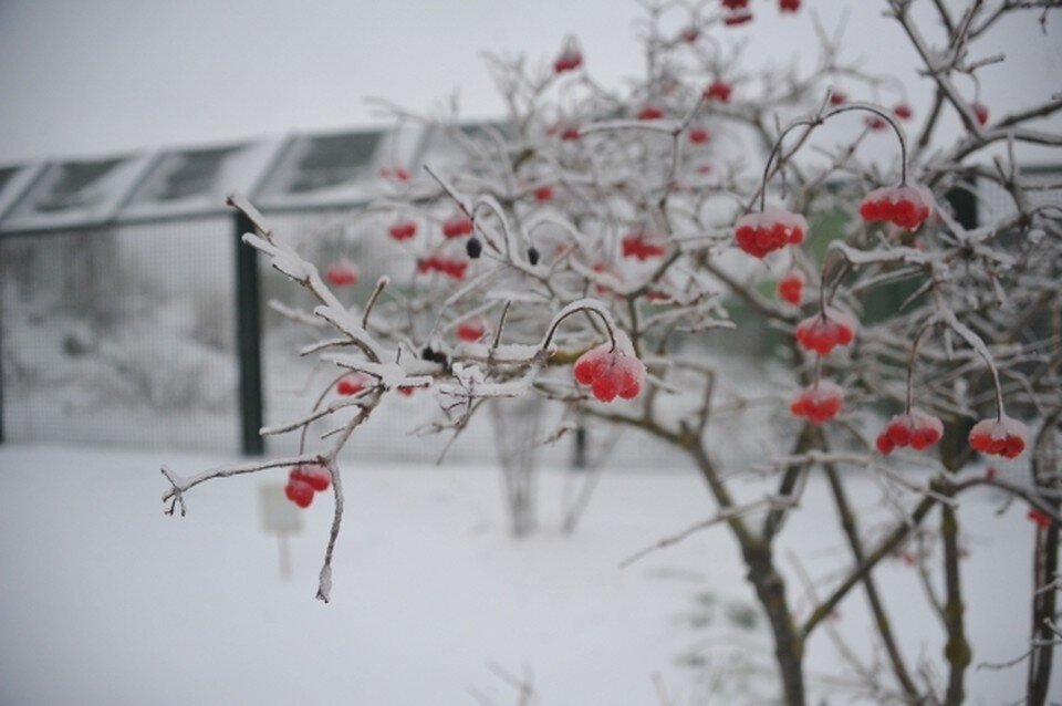     Фото: архив "КП"