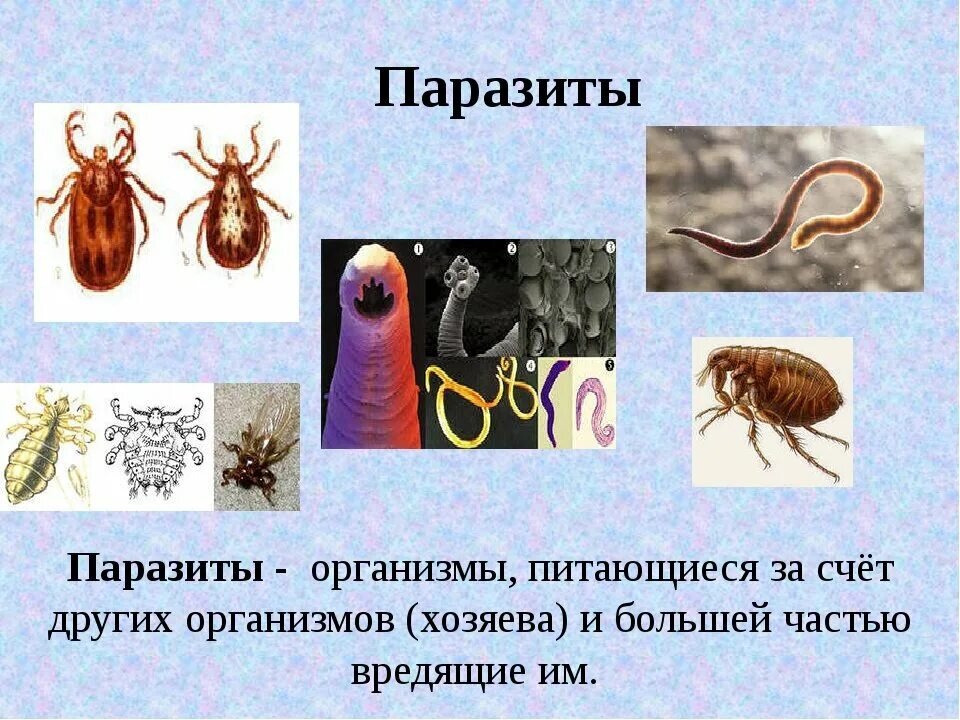 Паразиты живущие в организме человека картинки