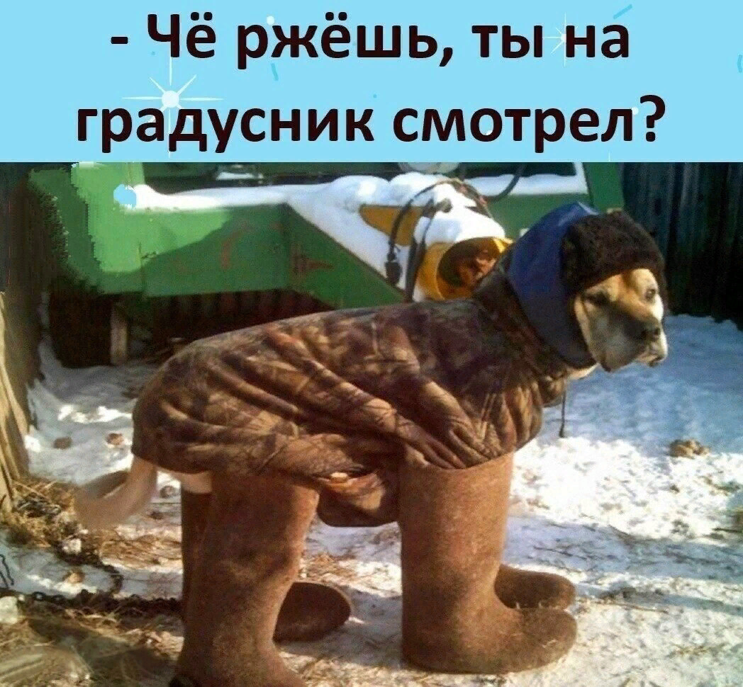 Собака в ушанке