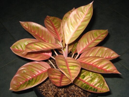 Aglaonema Lemon Kecil