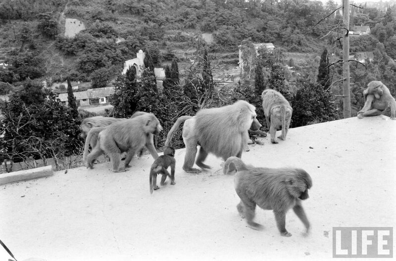 Фото из Интернет.