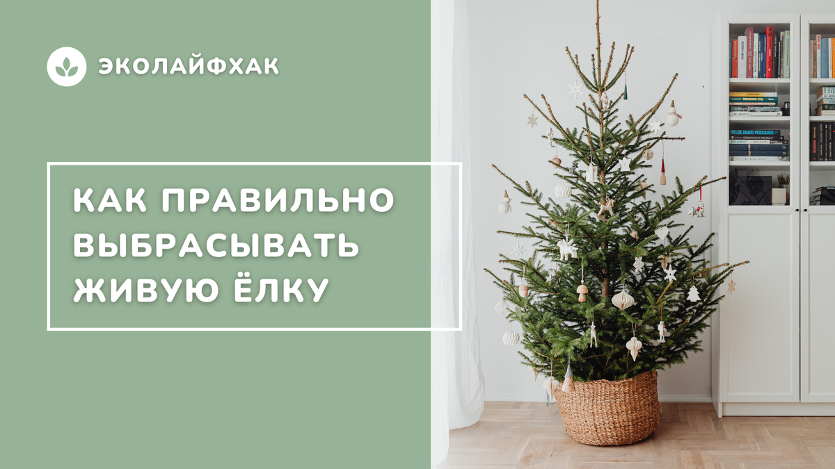 Как правильно утилизировать живую елку | dr MAX - уборка, чистота, порядок  и уют в доме | Дзен