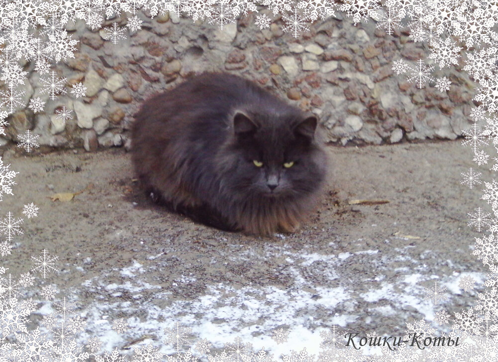 Черный кот. 