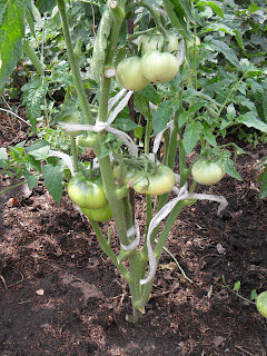 Детерминантный помидор