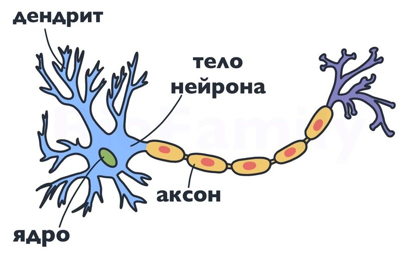 Нервная ткань рисунок ЕГЭ. Основная клетка нервной ткани Нейрон состоит из. Нервная ткань животных рисунок. Проводимость нервной ткани. Какие клетки обладают возбудимостью и проводимостью