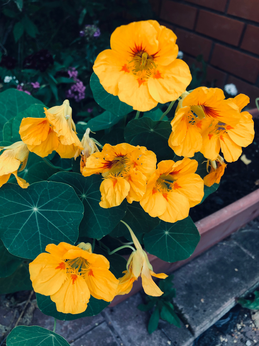 Настурция в июле очень красиво смотрела в ящиках, но в жарком августе практически совсем засохла.