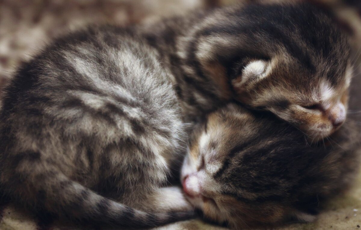 Яндекс картинки, фото с сайта goodfon.ru