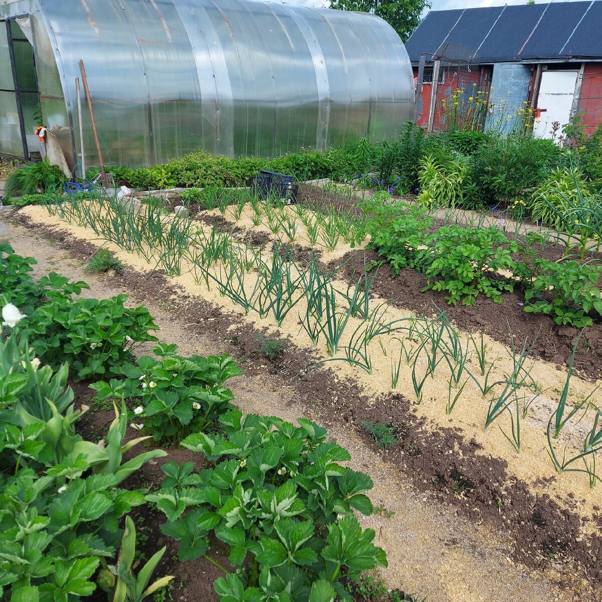Лук севок весенней посадки замульчирован опилом.