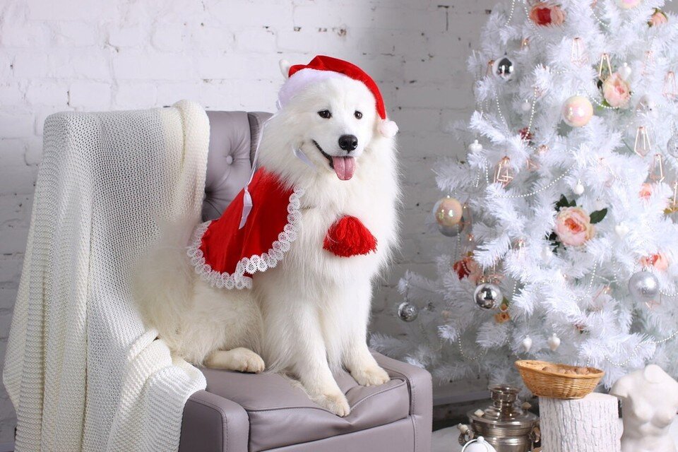     Верный и надежный друг – это собака. Фото: Сергей Грачев