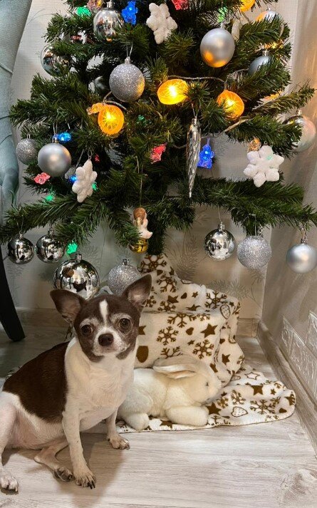 Маленькая ёлочка и маленькая собачка от Елены Т.