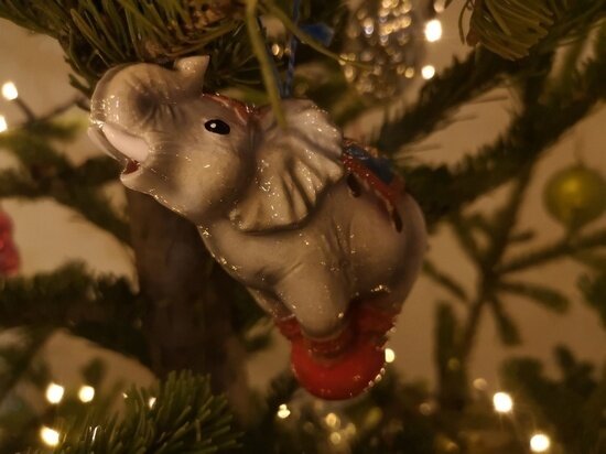     Анастасия Талалаева / "МК в Новосибирске"