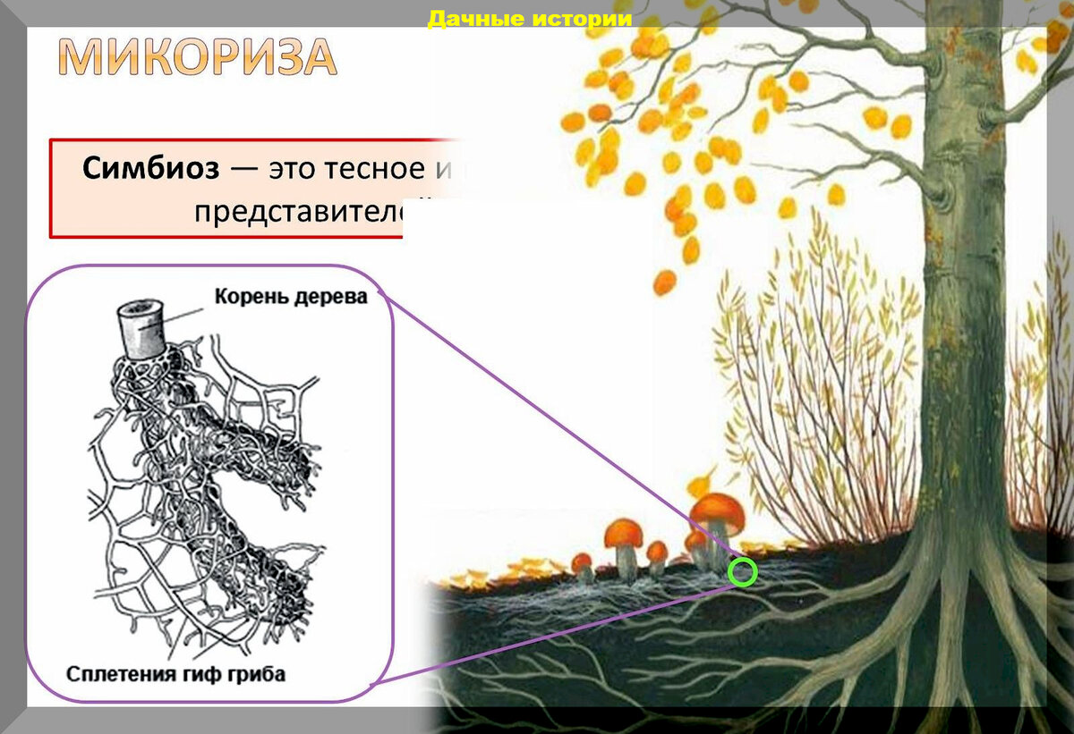 ЭМ и биопрепараты, раствор А.П. Бессараба и микориза на службе дачника:  важная памятка начинающим дачкам | Дачные истории | Дзен