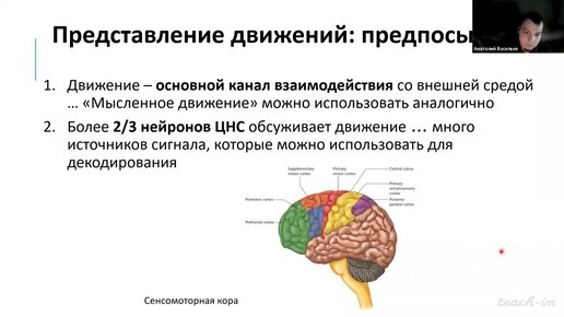 Васильев А.Н. - Нейроинтерфейсы от биологии до анализа данных - 9. Представление движений