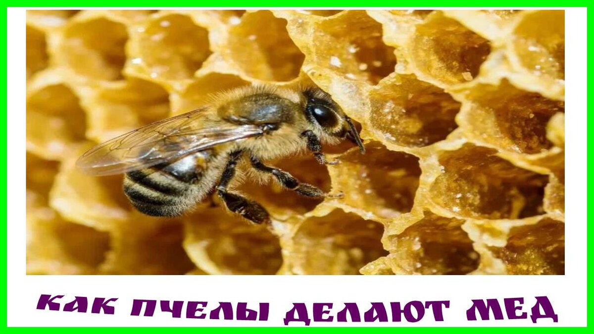 Как пчелы делают мед