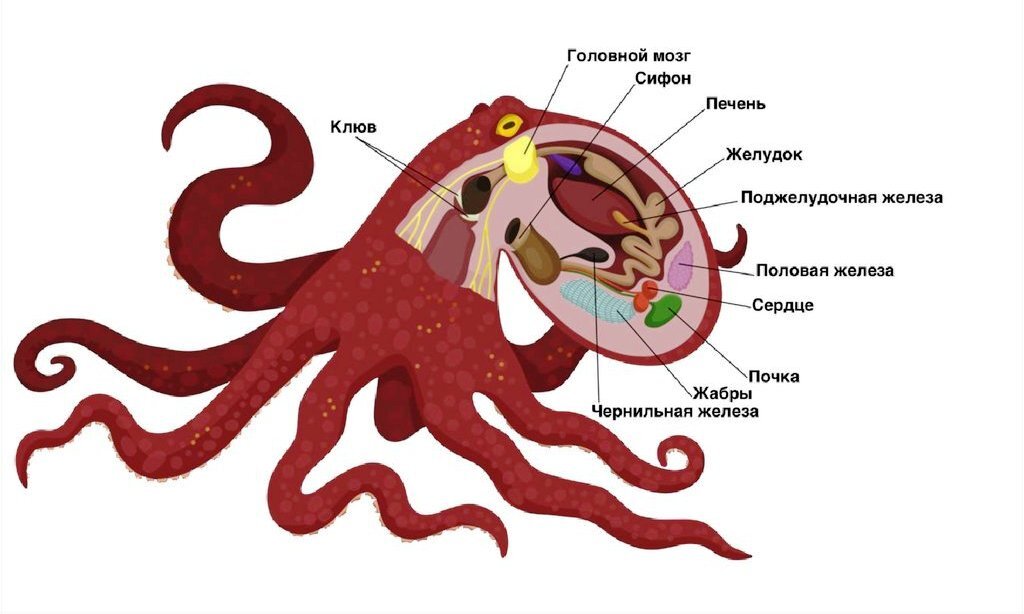 Органы осьминога. Внутреннее строение головоногих моллюсков. Пищеварительная система головоногих моллюсков схема. Строение головоногих моллюсков осьминог. Наружное строение головоногих моллюсков.